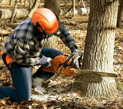 Tree Removal in Eustis, NE